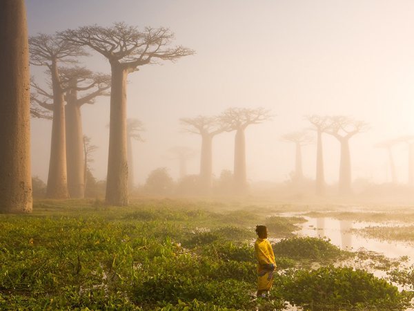 These baobab trees on Madagascar are up to 800 years old, and are locally known as ëmother of the forestí. The baobab forms a micro ecosystem of its own, supporting life for both animals and humans. Old hollow baobabs are a home to snakes, bats, bush-babies, bees, and sometimes even humans. More importantly, the tree is an important source of water. It can store up to 4,000 litres of water in its trunk. For Africa it is literally the tree of life.