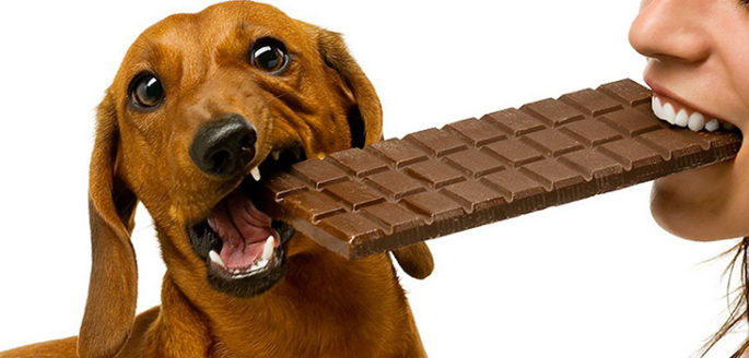 çikolata köpekler için zararlıdır